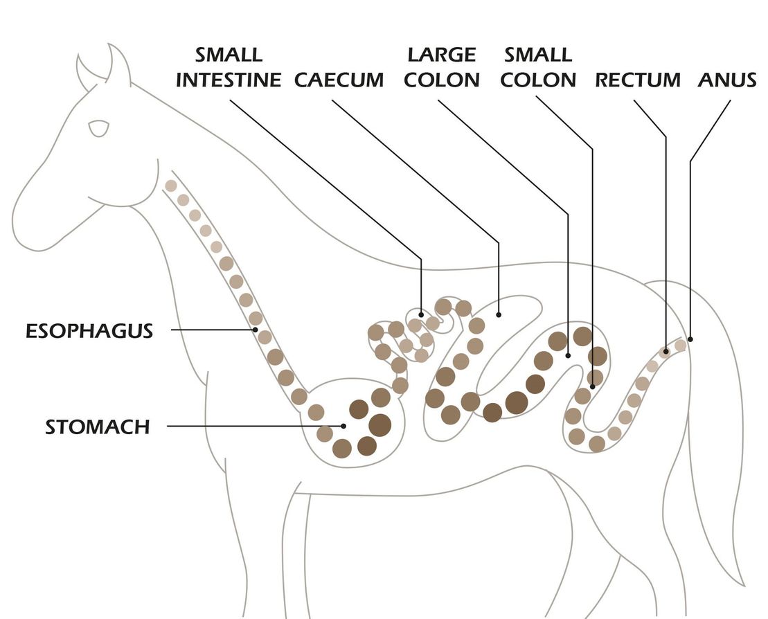 probio carbon benefits for horses