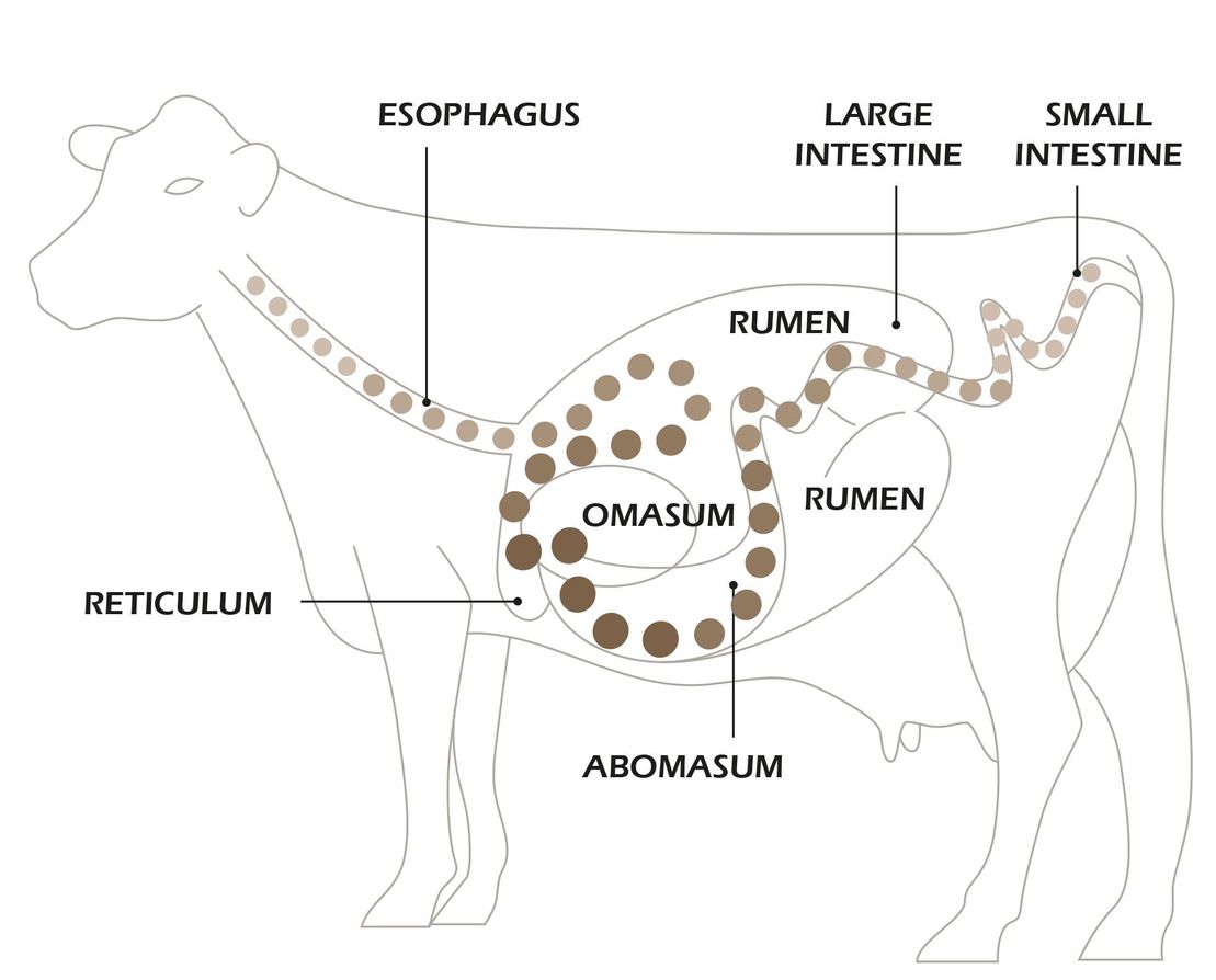 probio benefits for cows