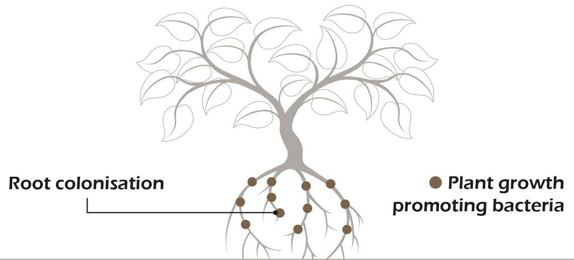 How our Probio Carbon works